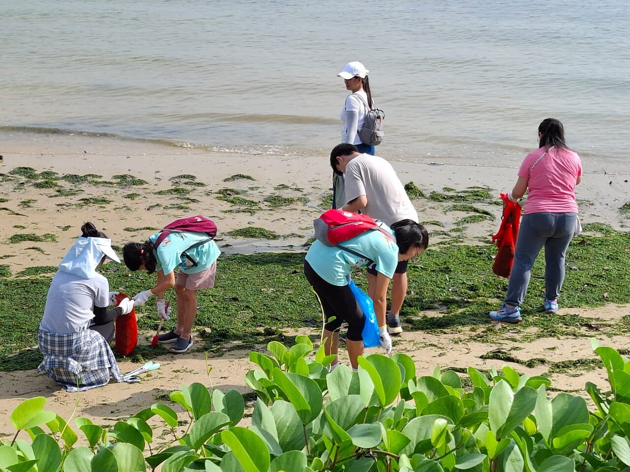 Volunteers in matching T-shirts picking up litter along a seaweed-strewn beach.